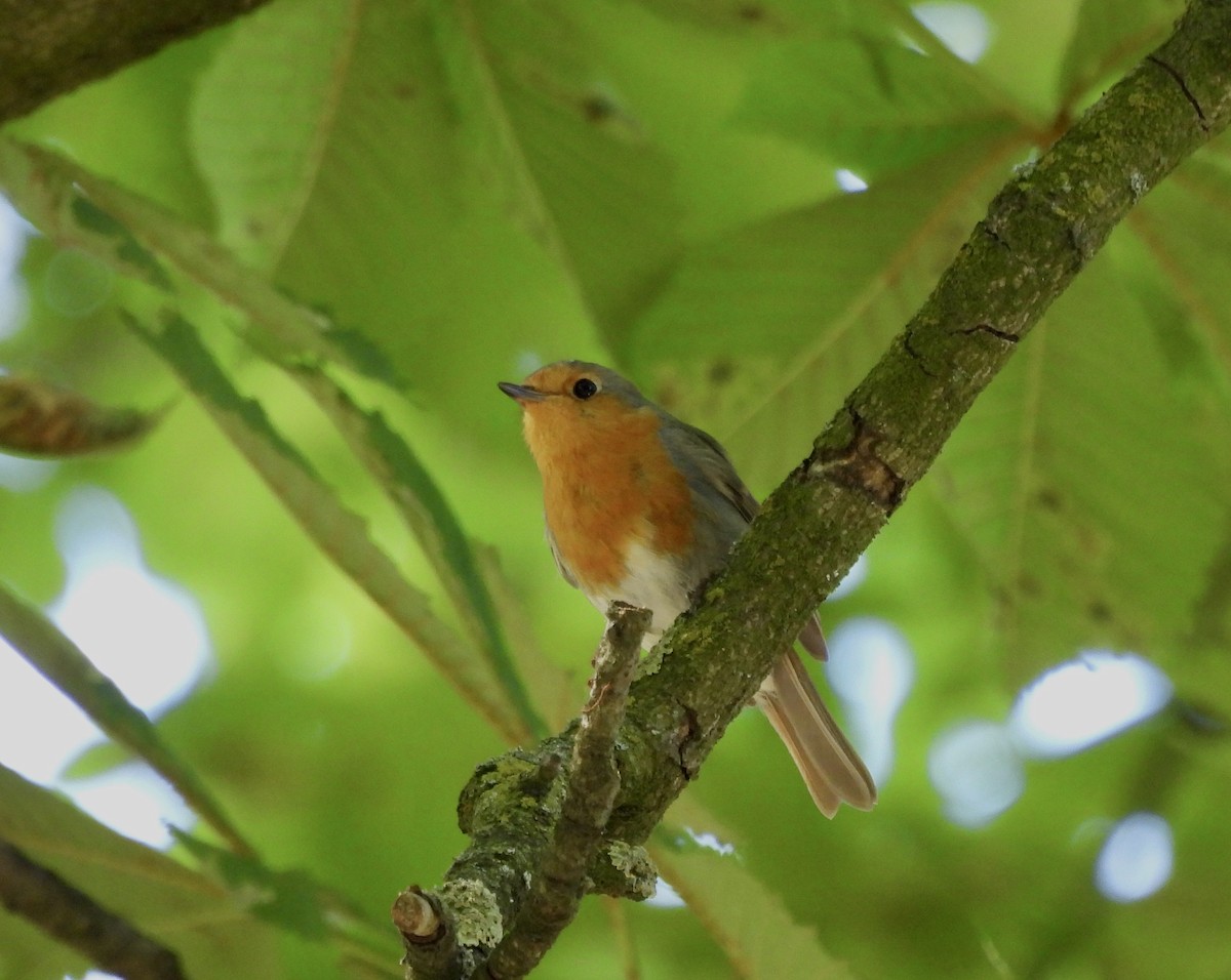 European Robin - ML620794525