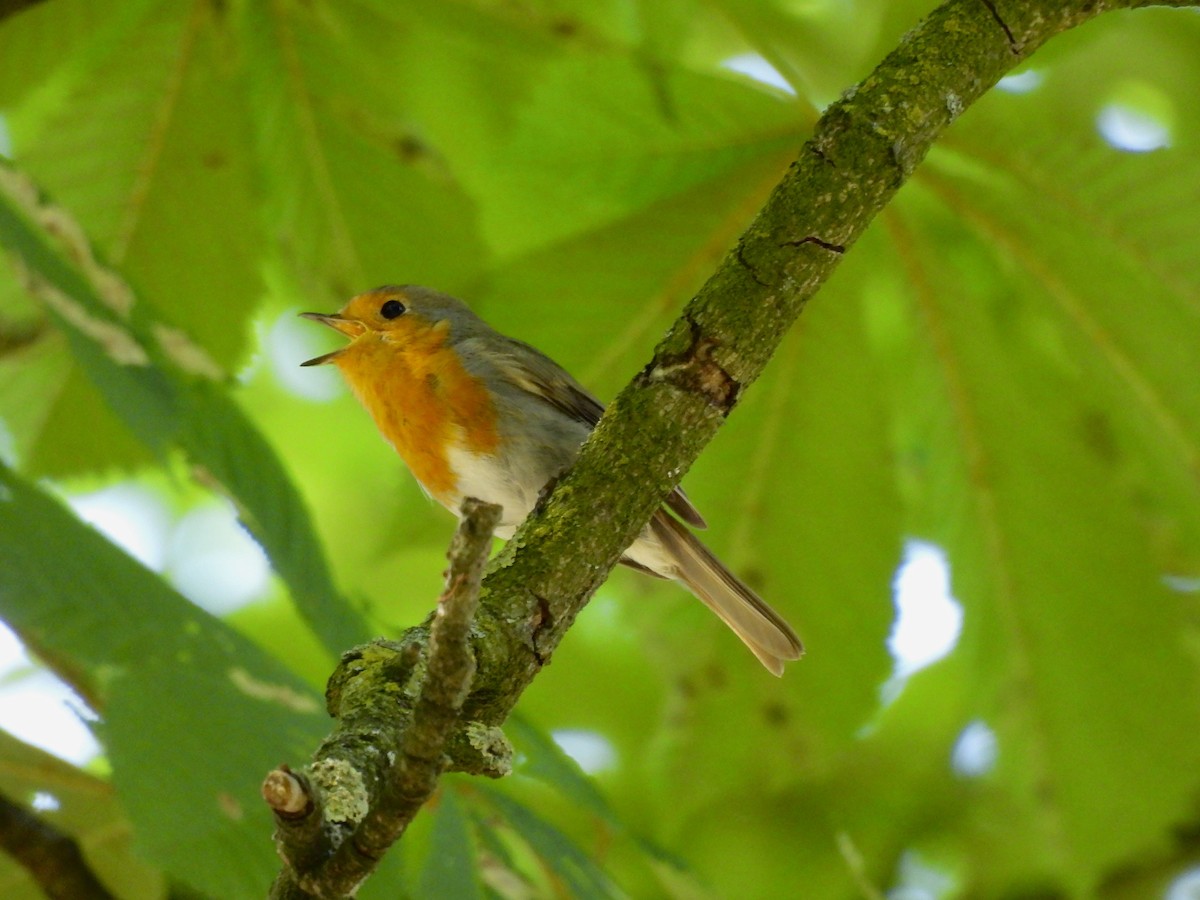 European Robin - ML620794527