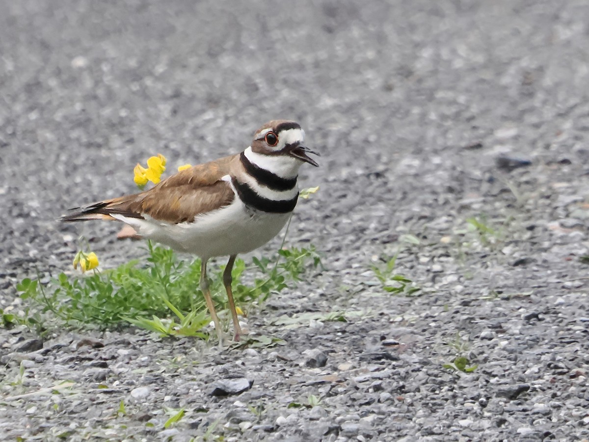 Killdeer - John Felton