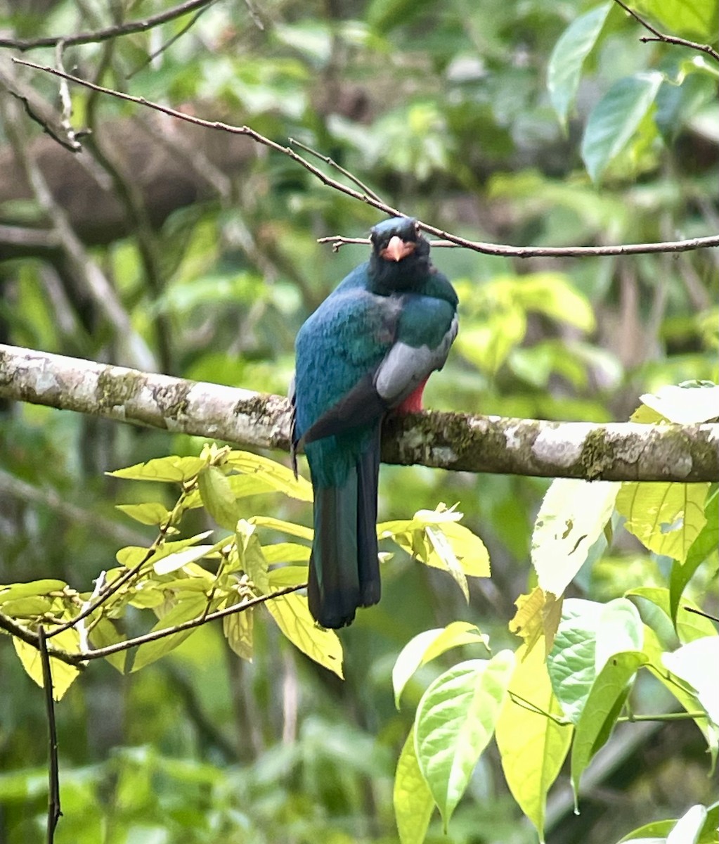 Slaty-tailed Trogon - Magill Weber