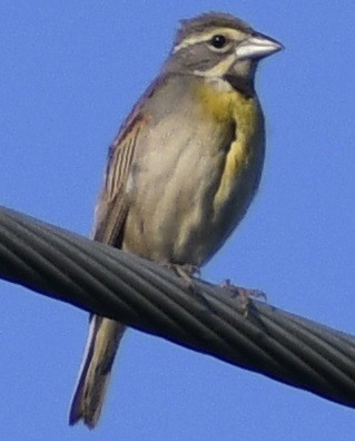 Dickcissel - ML620794536