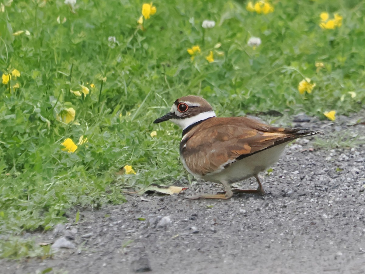 Killdeer - John Felton