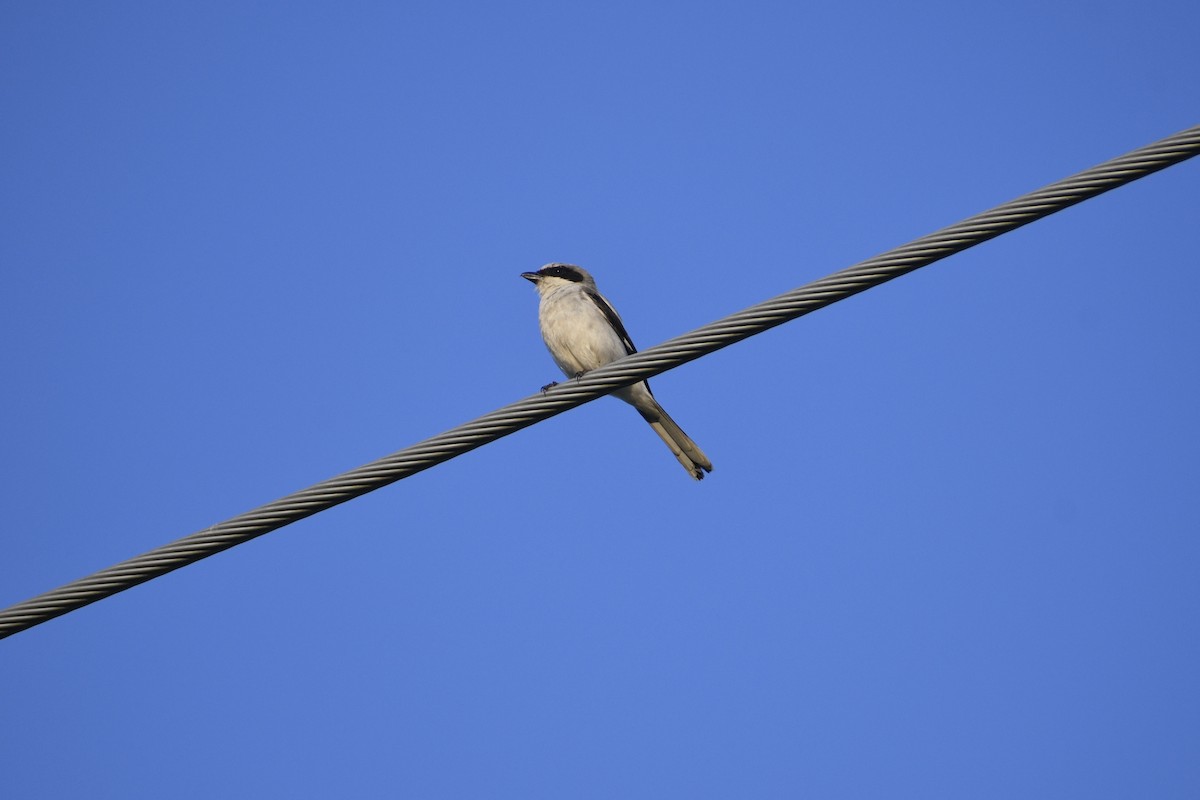 Loggerhead Shrike - ML620794545