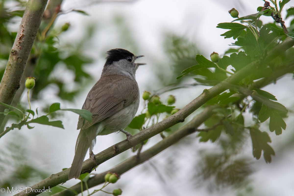 Eurasian Blackcap - ML620794547