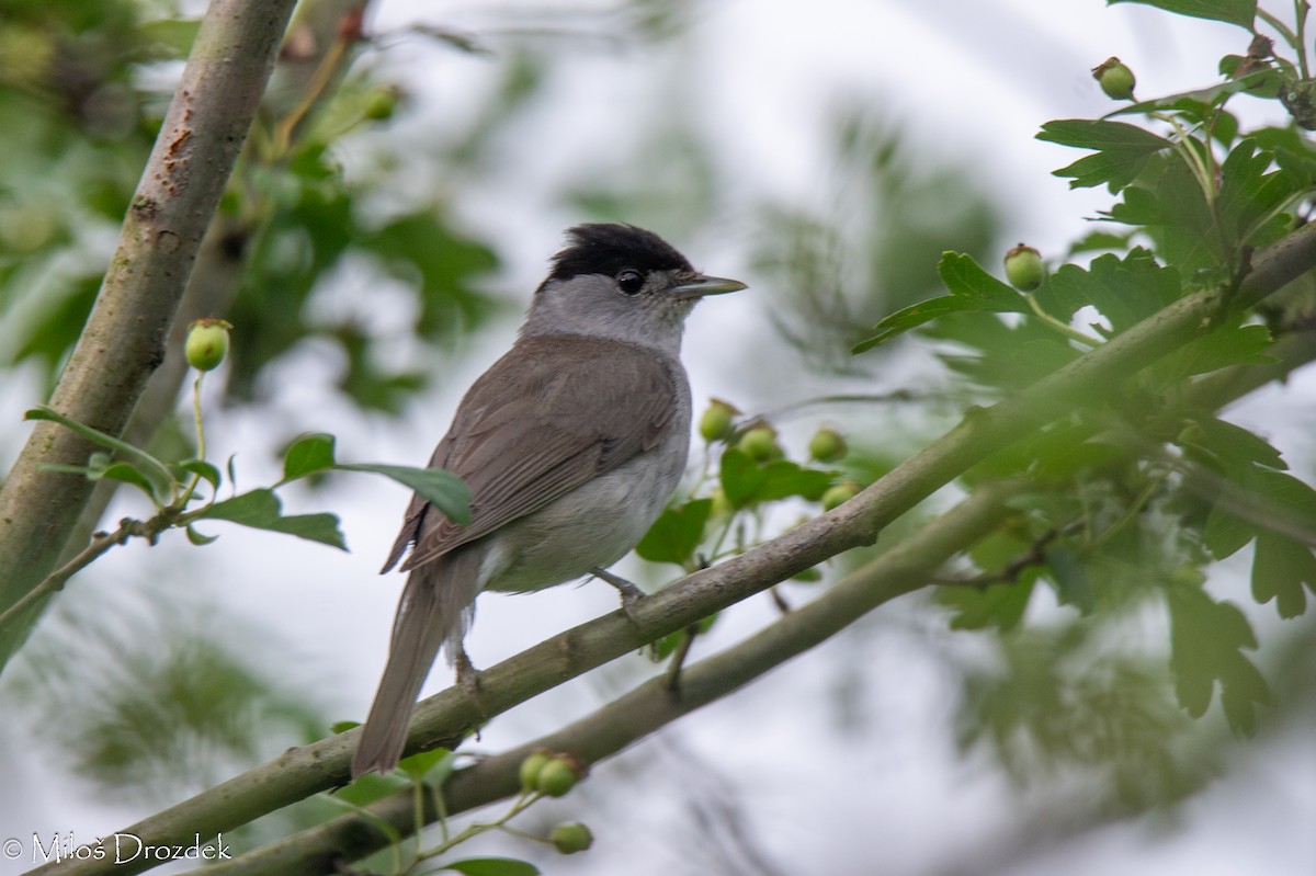 Eurasian Blackcap - ML620794548