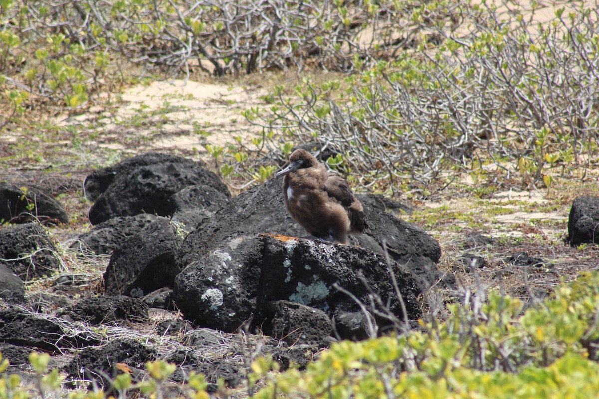 Albatros de Laysan - ML620794549