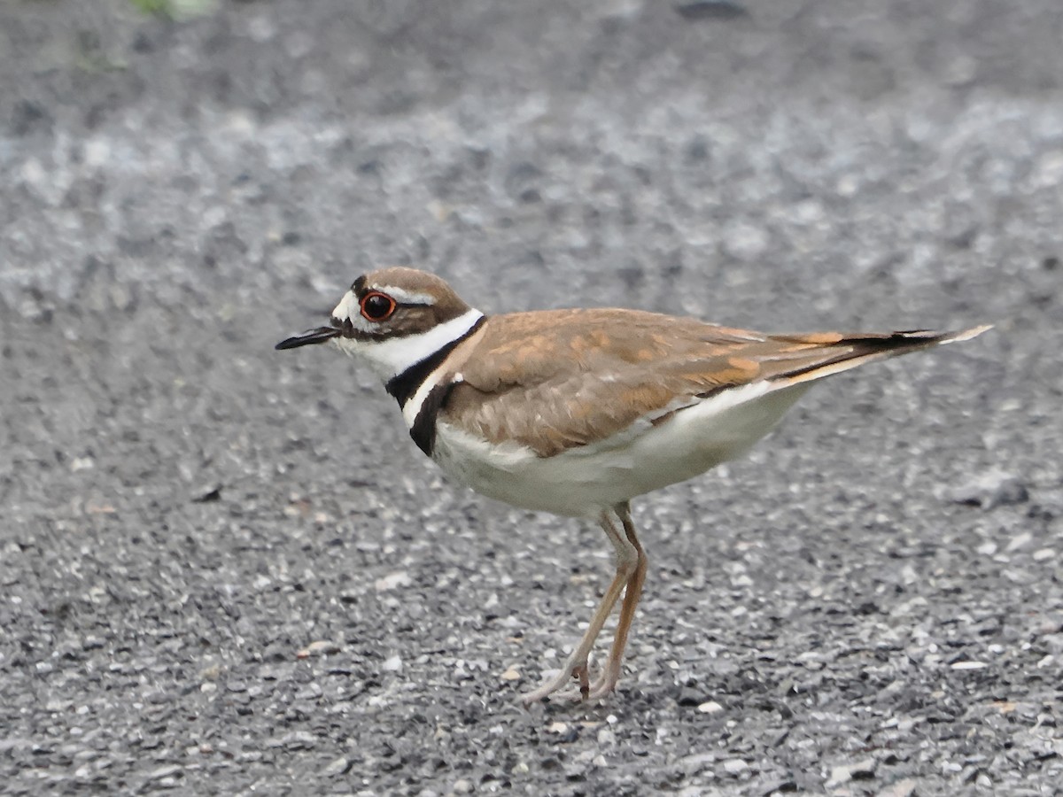 Killdeer - ML620794550