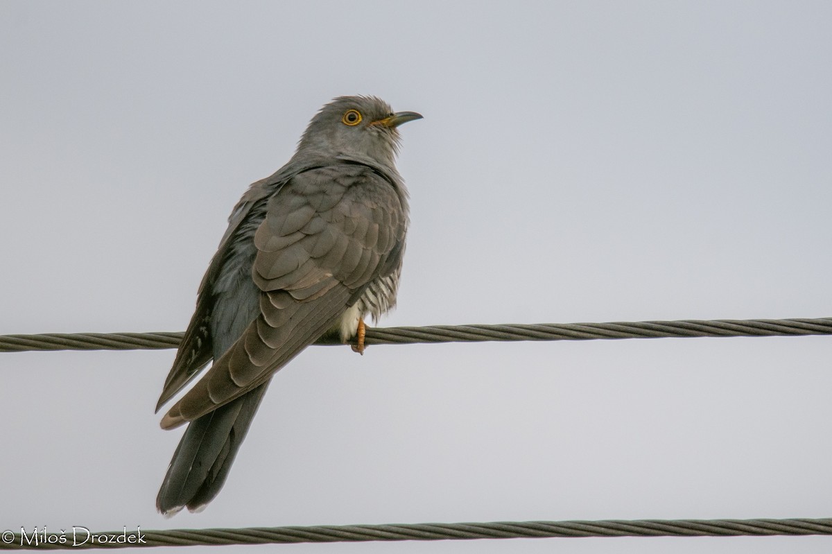 Common Cuckoo - ML620794552