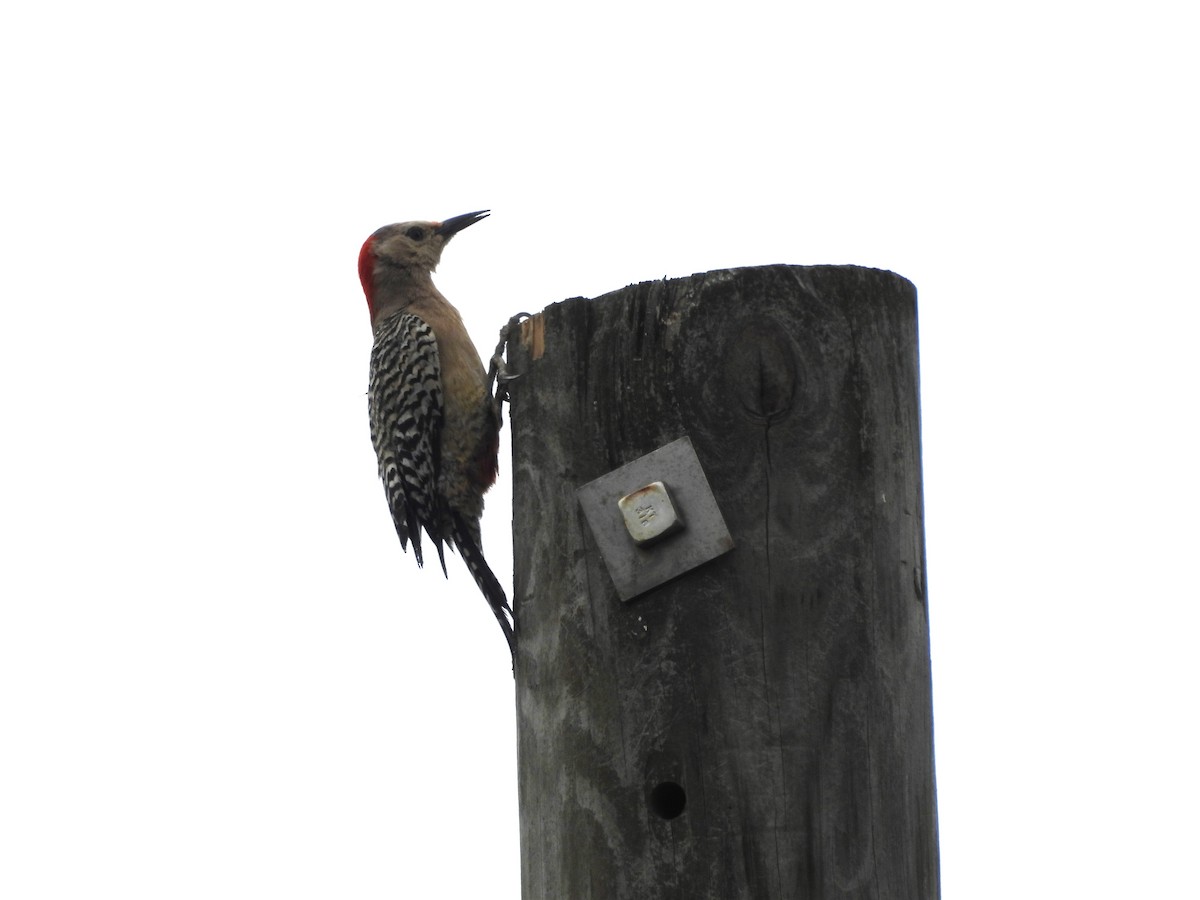 West Indian Woodpecker - ML620794565