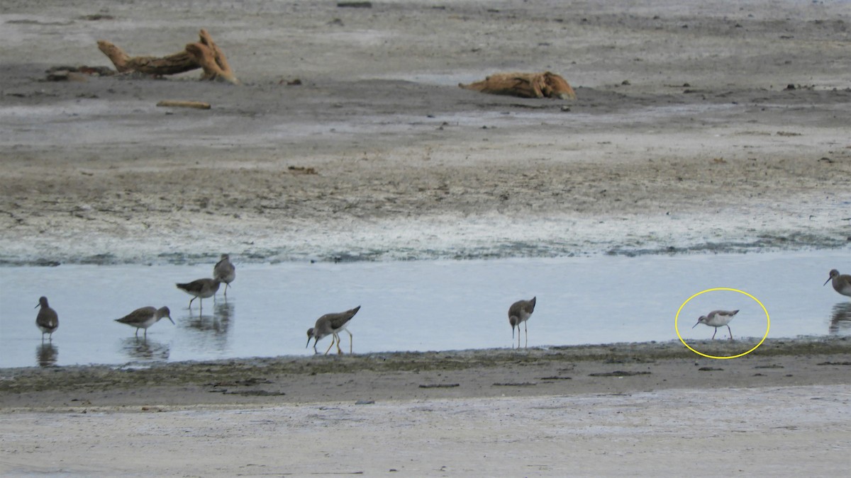 Wilson's Phalarope - ML620794568