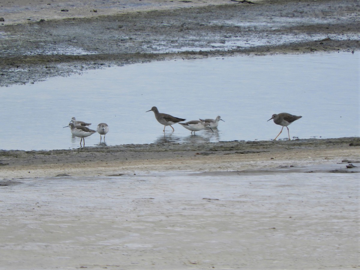 Wilson's Phalarope - ML620794569