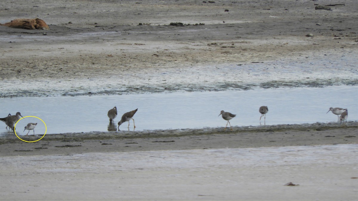 Wilson's Phalarope - ML620794570