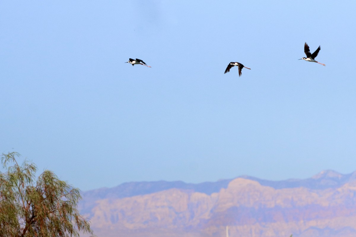 Black-necked Stilt - ML620794571