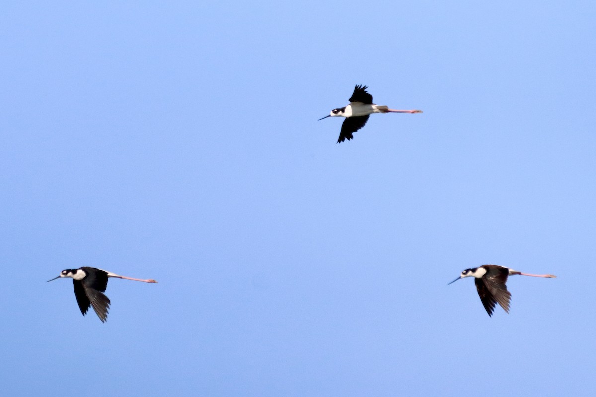 Black-necked Stilt - ML620794572