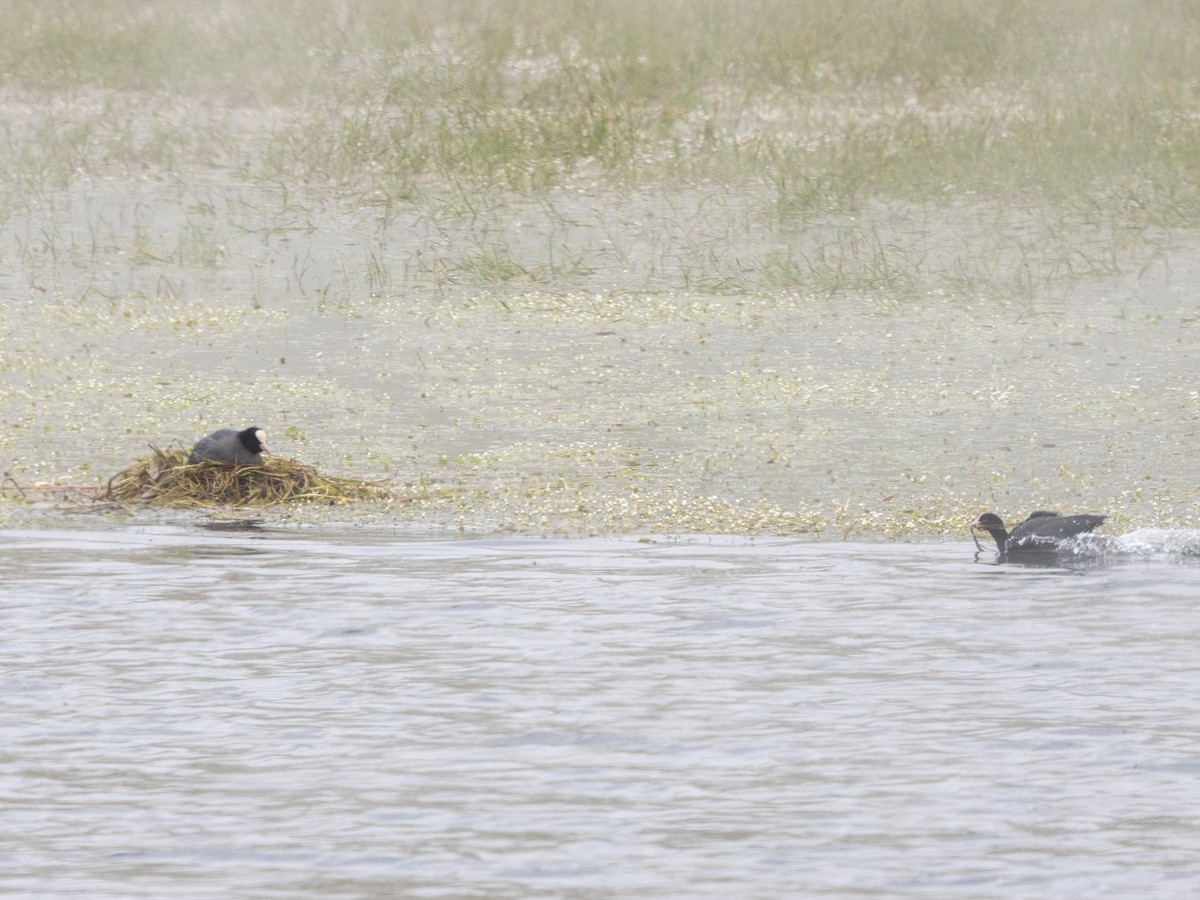 Eurasian Coot - ML620794574