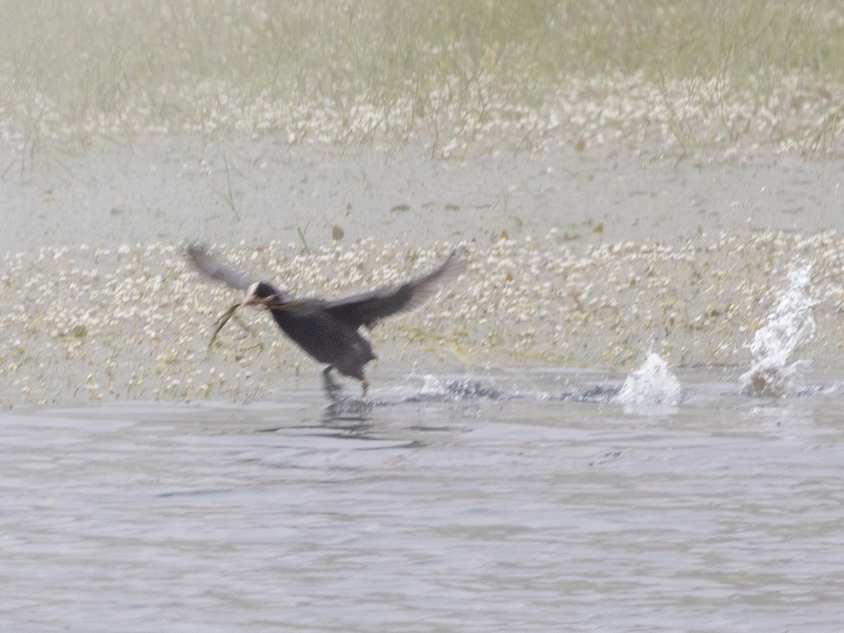 Eurasian Coot - ML620794575