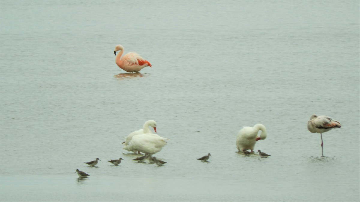 Chilean Flamingo - ML620794576