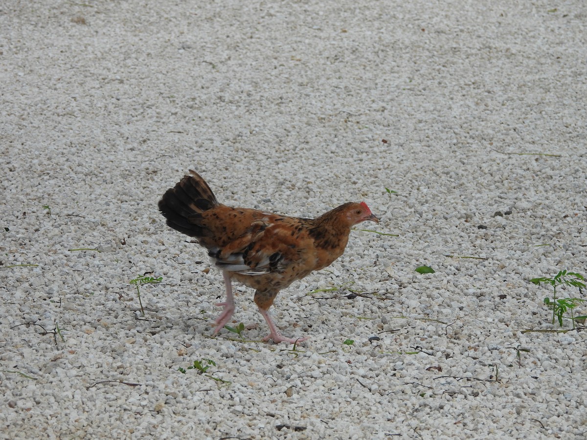 Red Junglefowl (Domestic type) - ML620794577