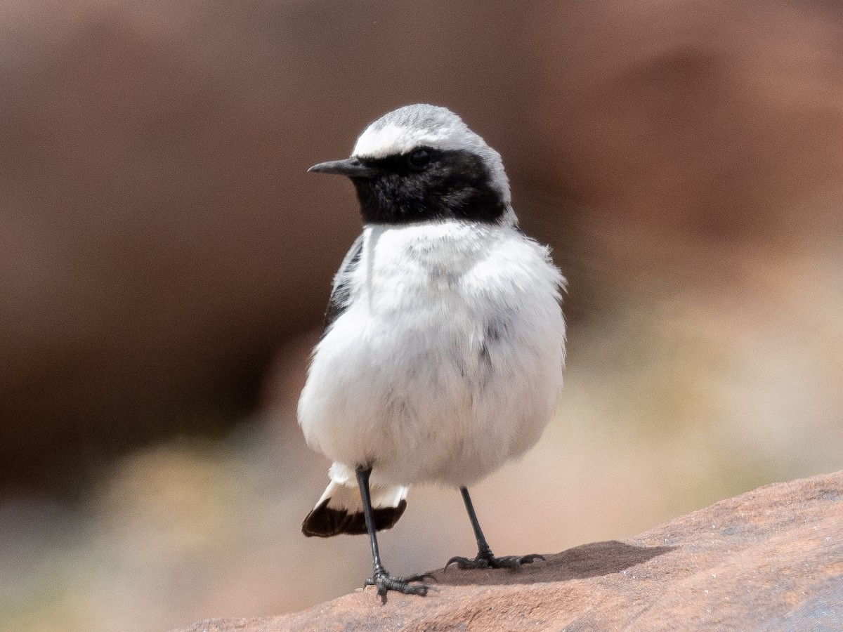 Desert Wheatear - ML620794579