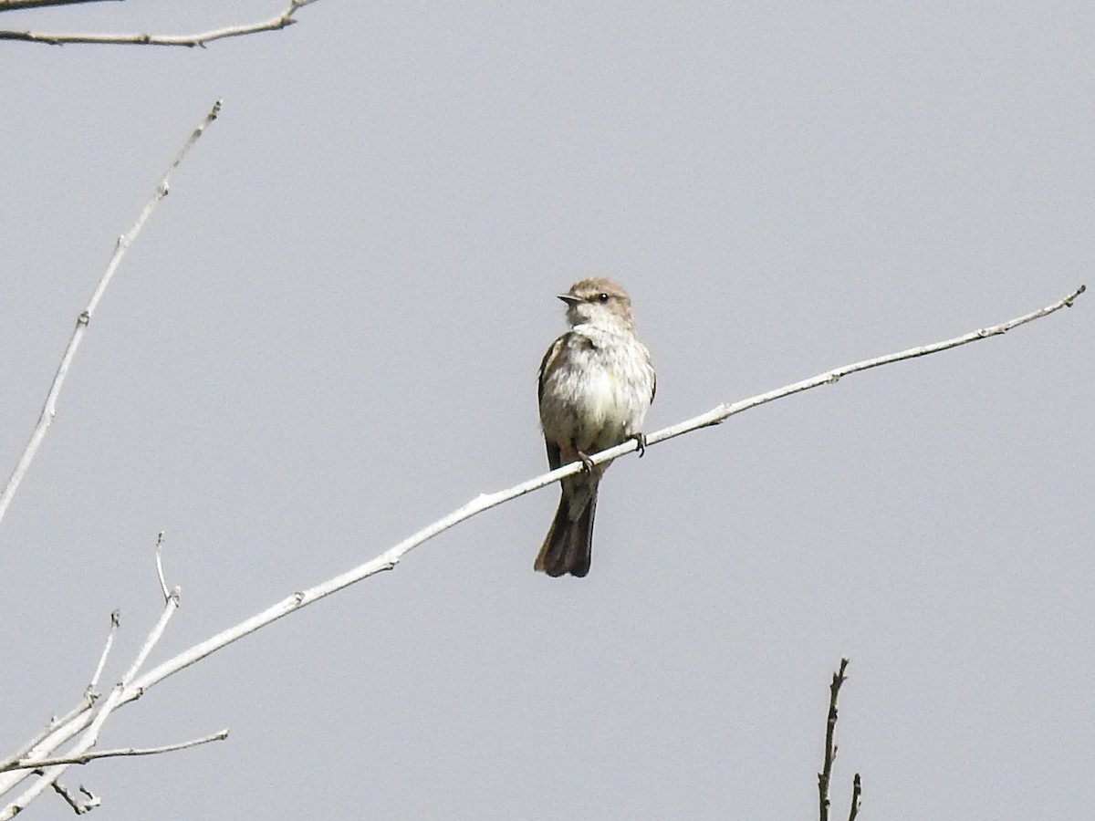 Vermilion Flycatcher - ML620794581