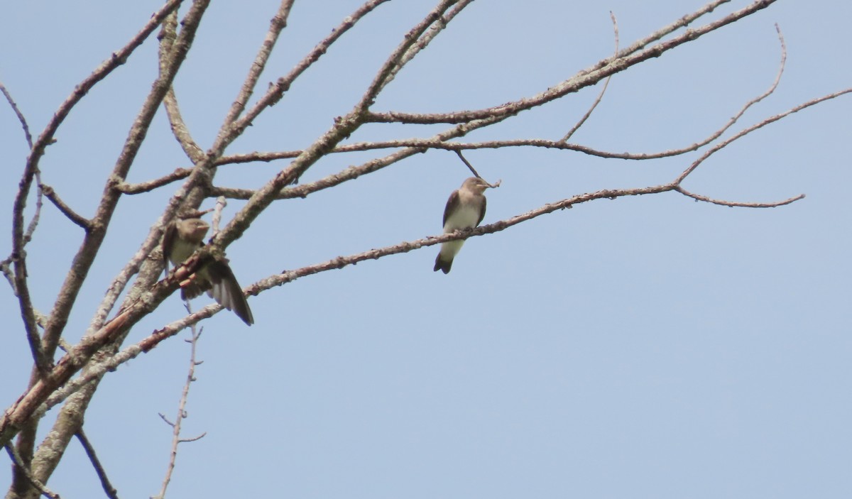 Northern Rough-winged Swallow - ML620794582