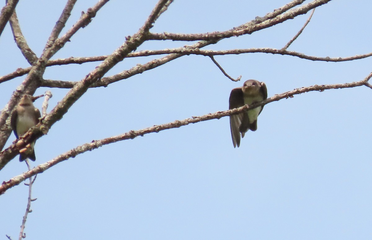 Northern Rough-winged Swallow - ML620794583