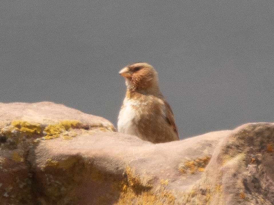 Crimson-winged Finch - ML620794584