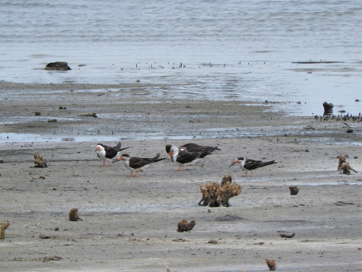 Black Skimmer - Jorge Juan Rueda