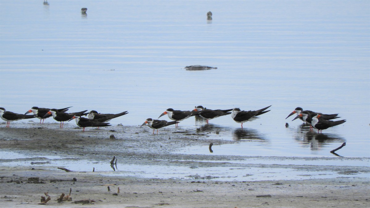 Black Skimmer - ML620794588