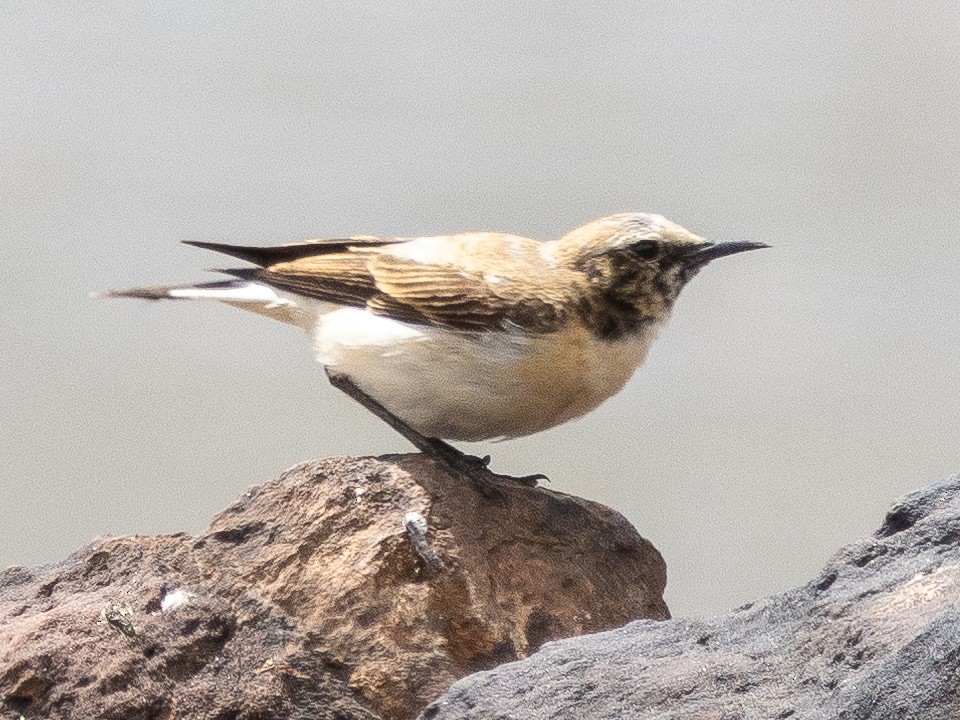 Atlas Wheatear - ML620794589