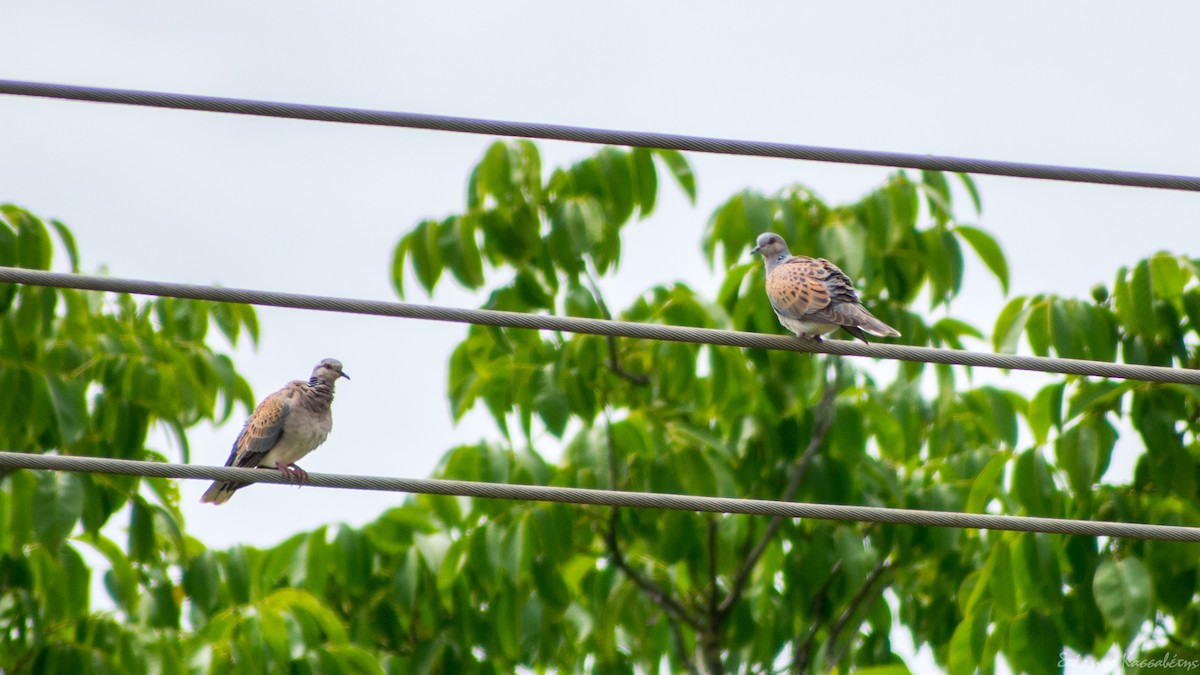 European Turtle-Dove - ML620794590