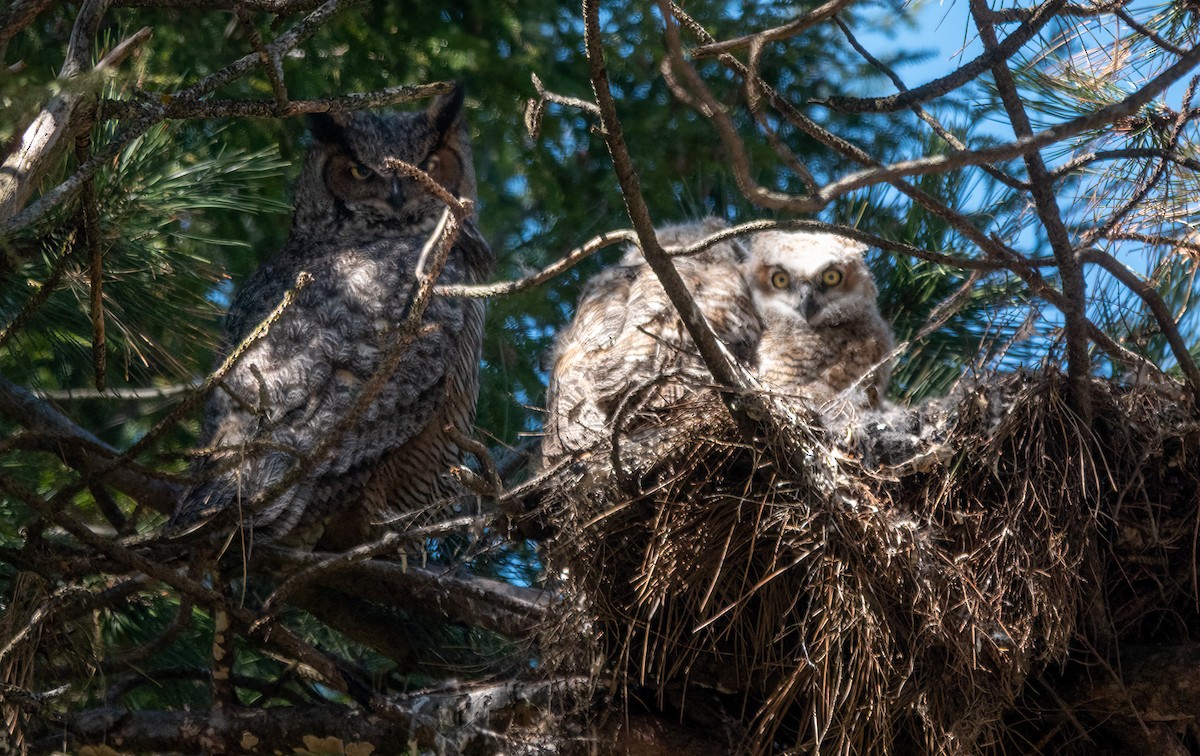 Great Horned Owl - Tom C Yin