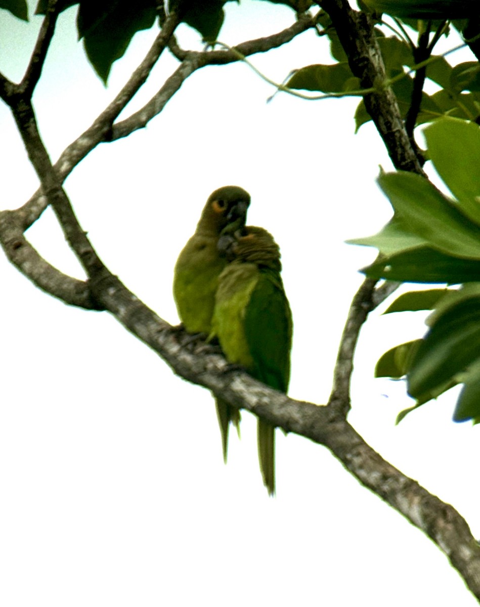 Brown-throated Parakeet - ML620794592