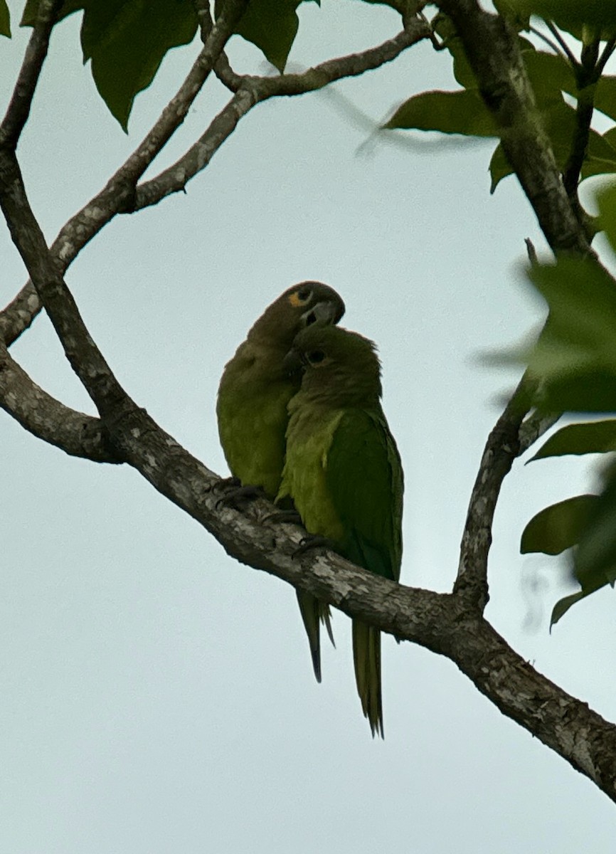 Aratinga Pertinaz - ML620794593