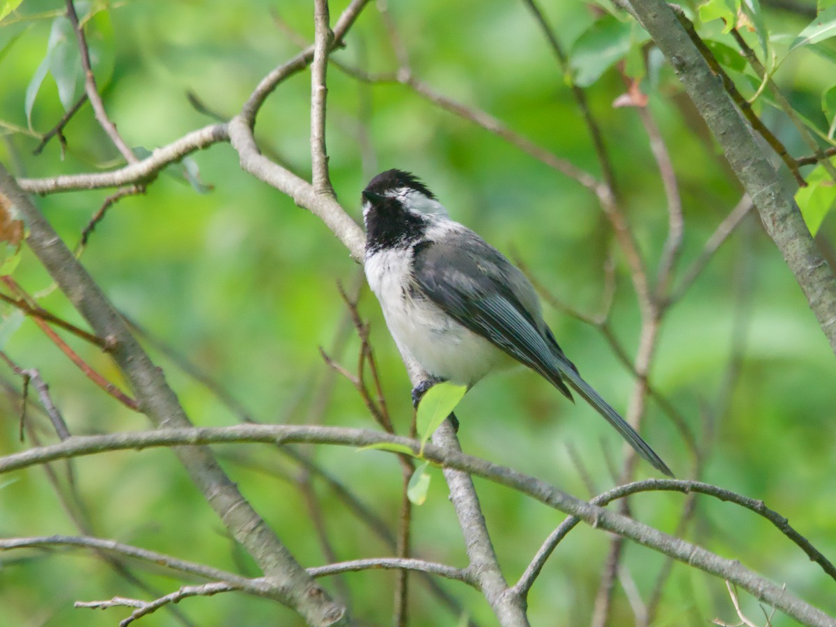 Black-capped Chickadee - ML620794595