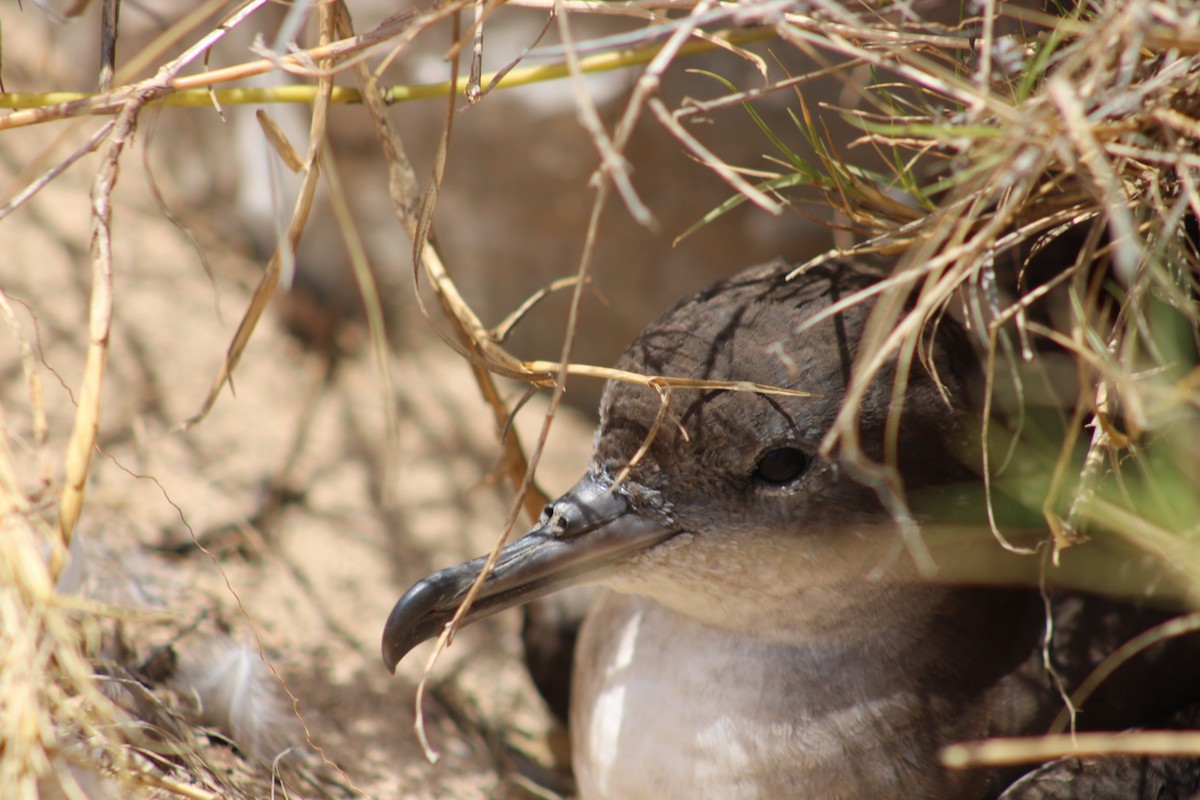 Wedge-tailed Shearwater - ML620794596