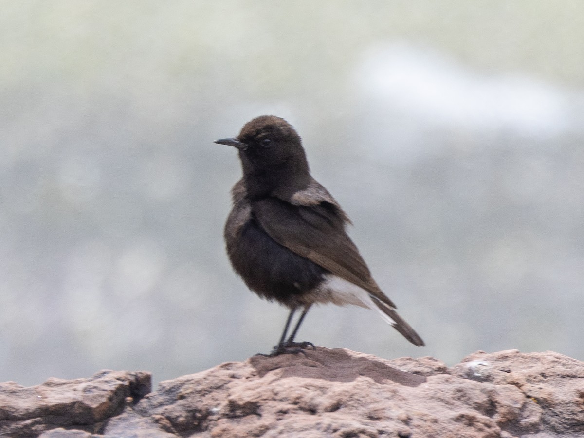 Black Wheatear - ML620794598