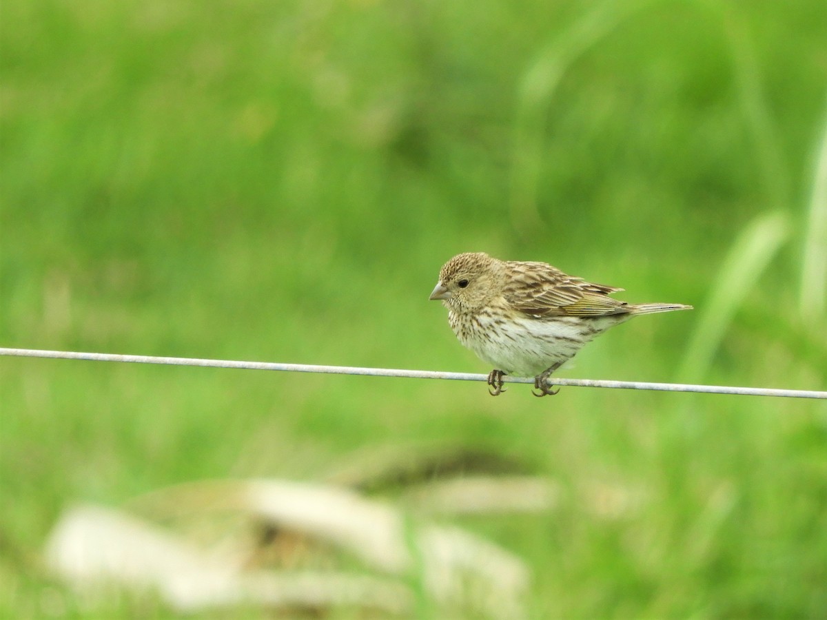 Saffron Finch - ML620794600