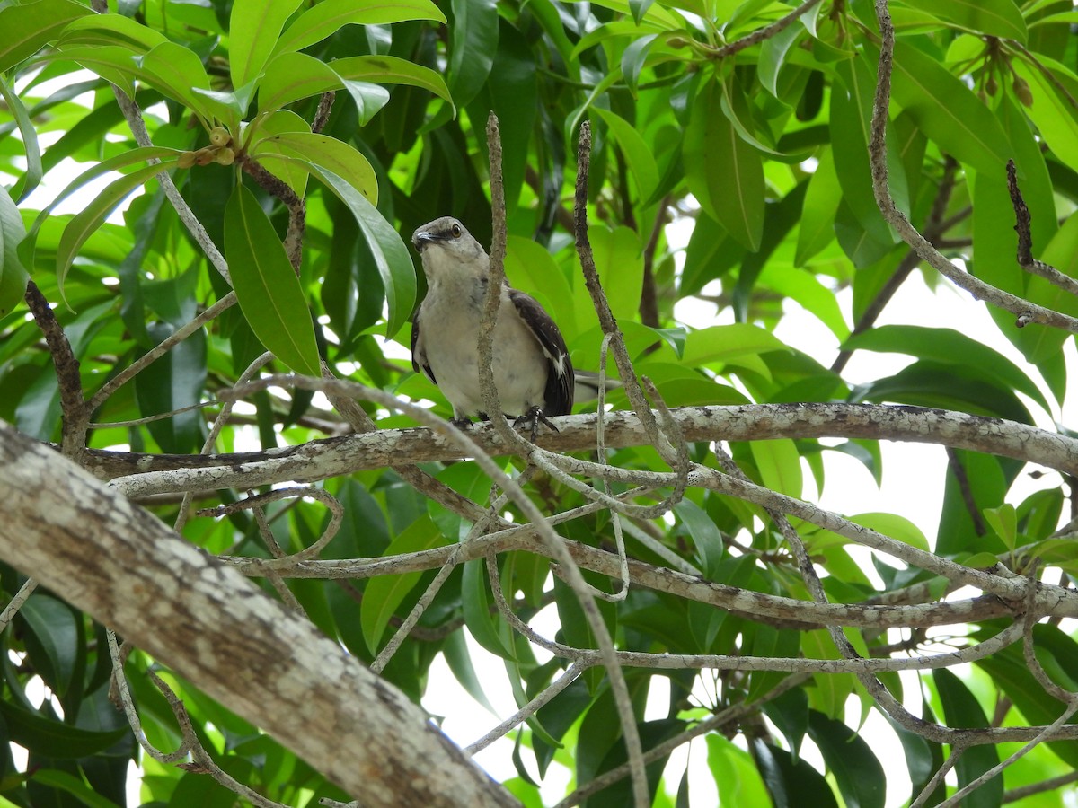 Northern Mockingbird - ML620794601