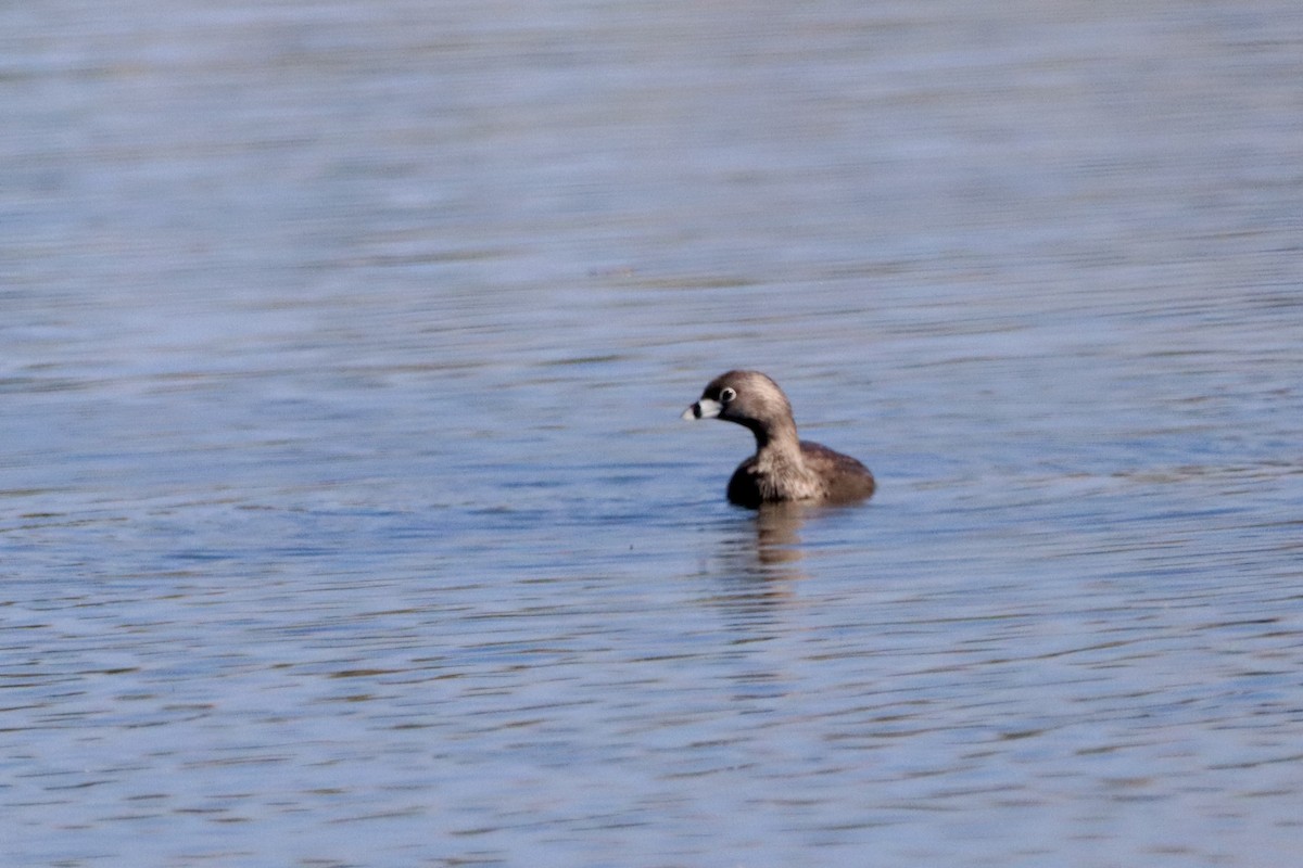 Pied-billed Grebe - ML620794602