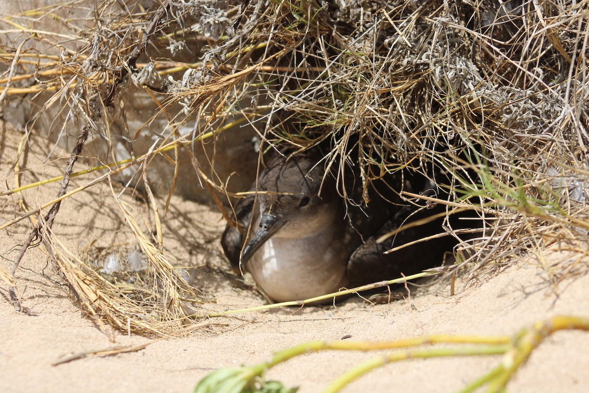 Wedge-tailed Shearwater - ML620794603