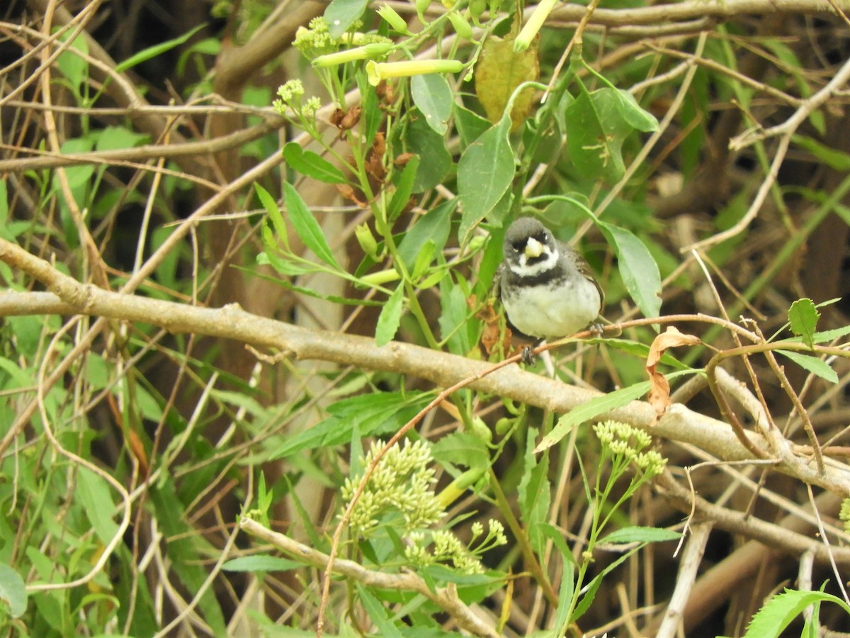 Double-collared Seedeater - ML620794606