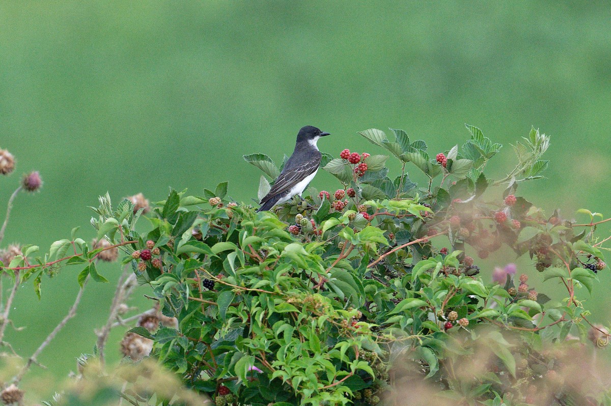 Eastern Kingbird - ML620794609