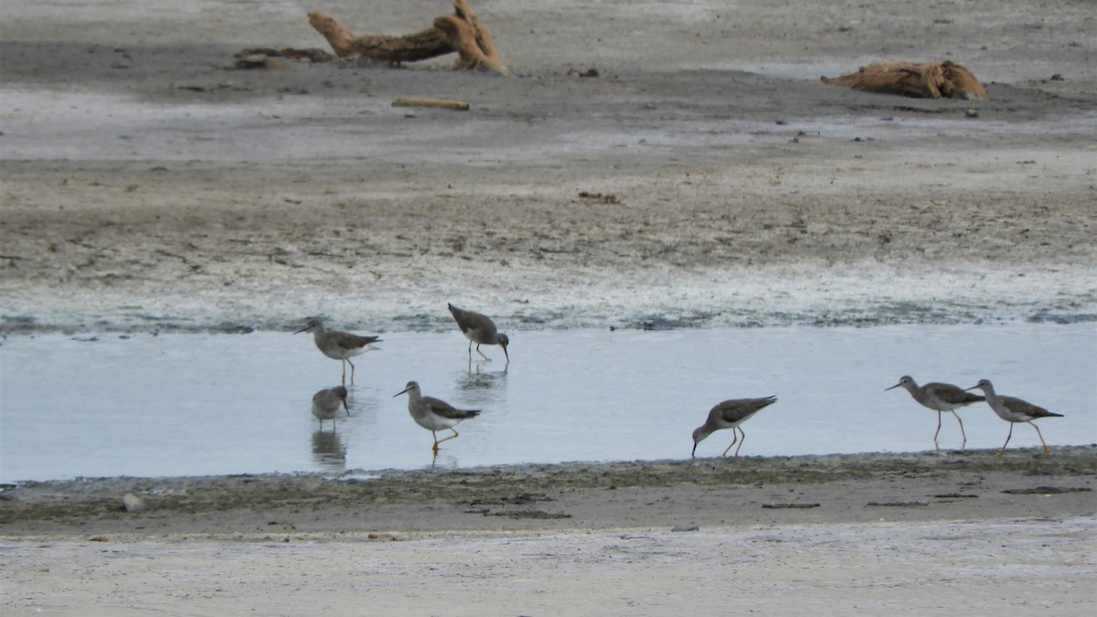 Lesser Yellowlegs - ML620794614