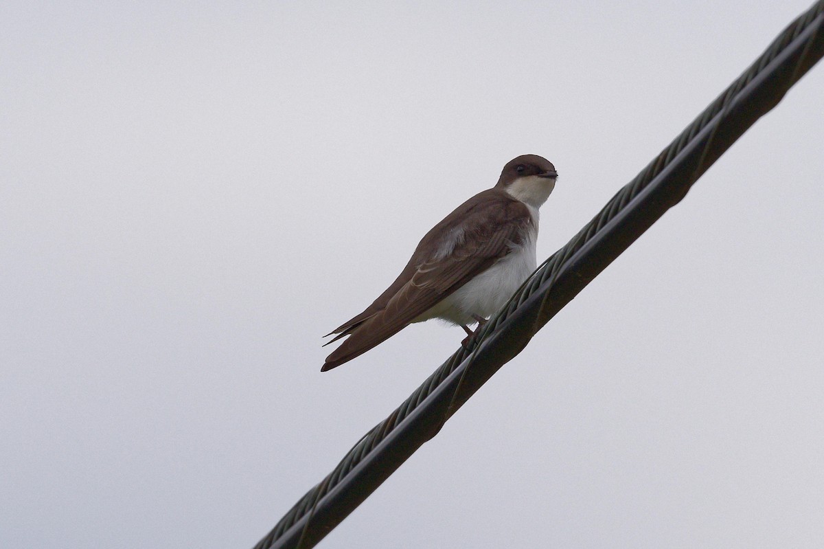 Northern Rough-winged Swallow - ML620794616