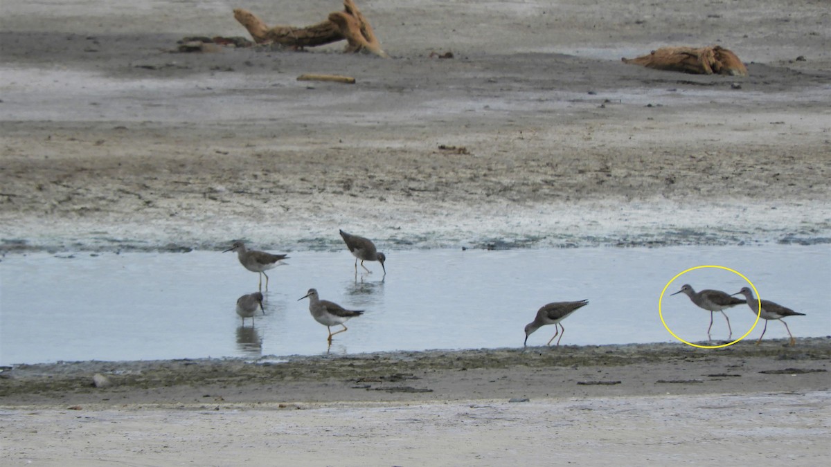 Greater Yellowlegs - ML620794619