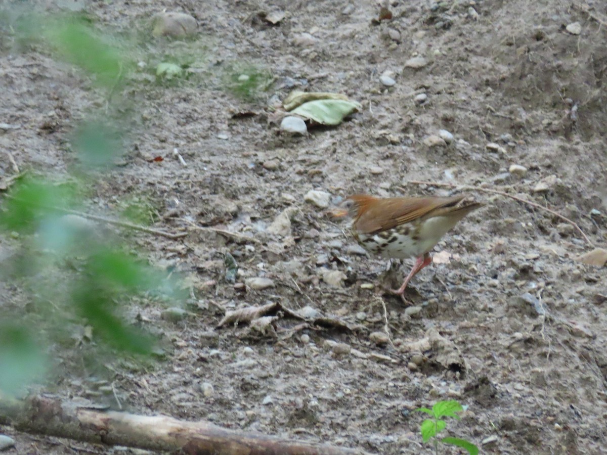 Wood Thrush - ML620794623