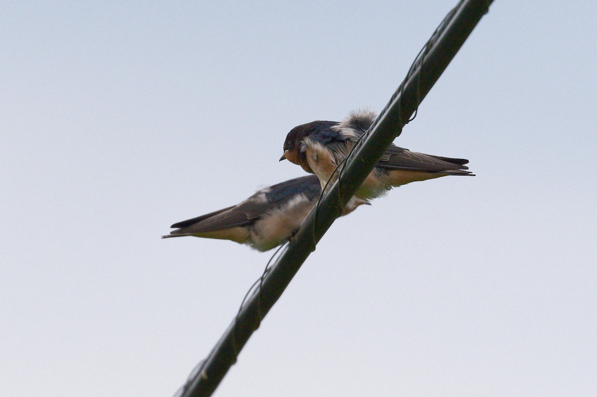 Golondrina Común - ML620794624