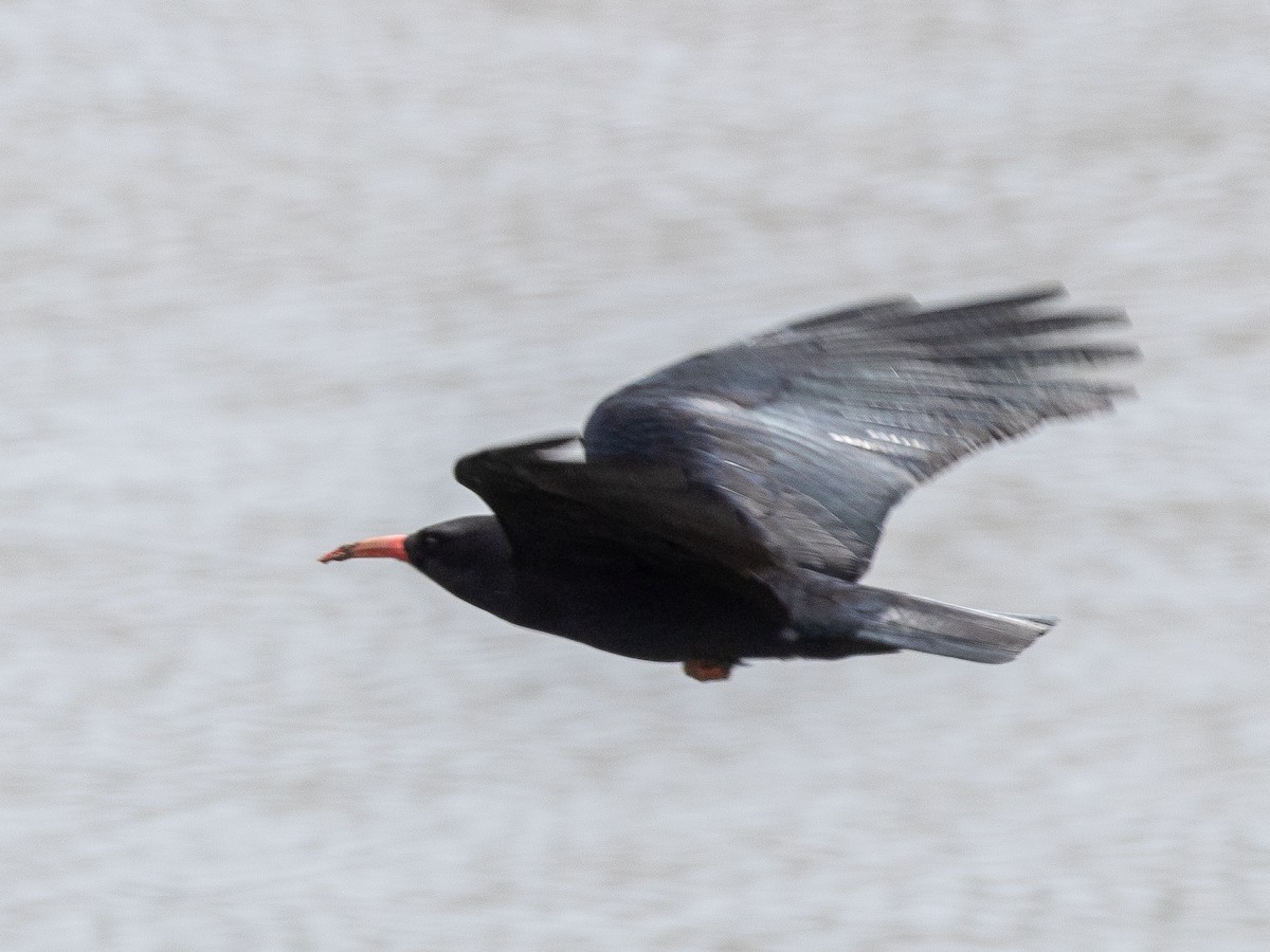 Red-billed Chough - ML620794626