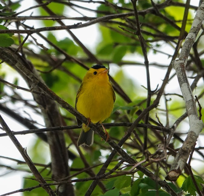 Wilson's Warbler - ML620794629